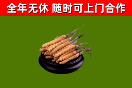 新源回收散虫草