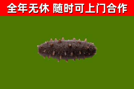 新源回收海参干